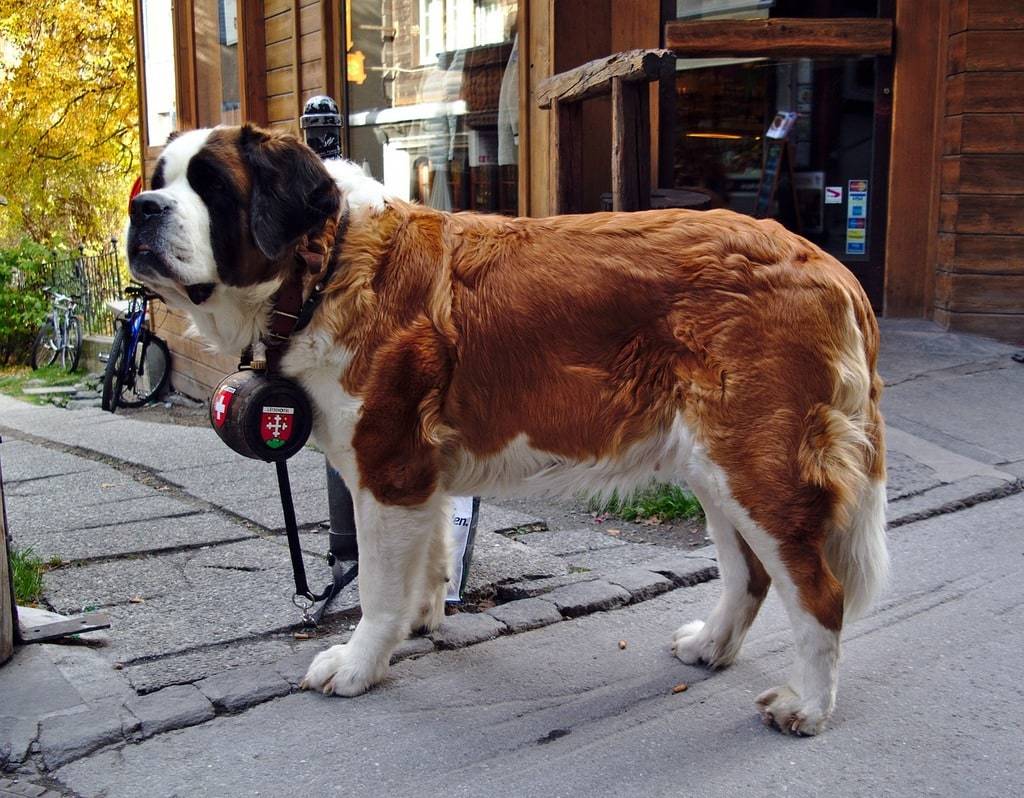 Ce que vous devez acheter pour prendre soin d'un chien